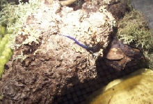 FIVE LINE HATCHLING