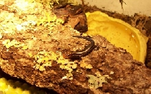 ANOTHER HATCHLING 5 LINE SKINK