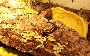 ANOTHER HATCHLING 5 LINE SKINK