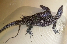 A MATE FOR "MR. BEAUTIFUL"