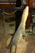 TIKI TRIPOD