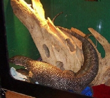 Mangrove Monitor mating