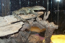 ZIPPY THE TIMOR