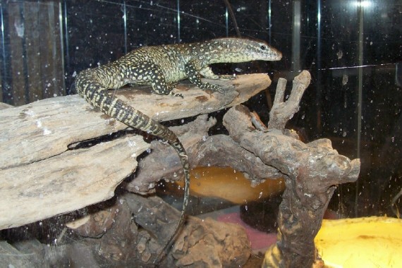 ZIPPY THE TIMOR