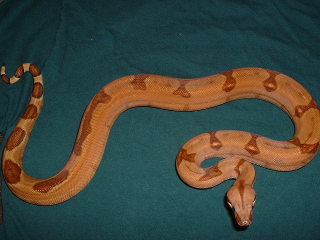 Salmon Female Pic 3