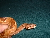 Salmon Female Pic 2