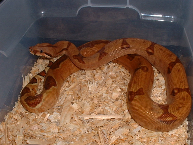 Salmon Female Pic 1