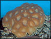 Saltwater - Austin Aquariums
