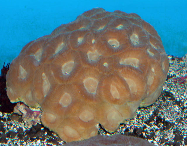 Saltwater - Austin Aquariums