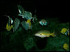 Saltwater Photos