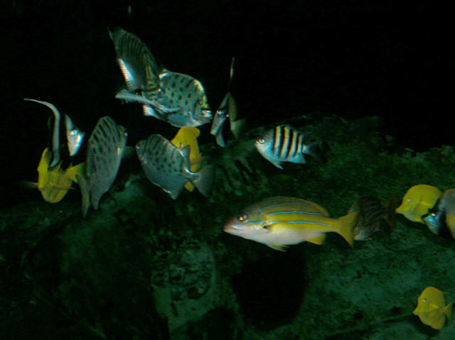 Saltwater Photos