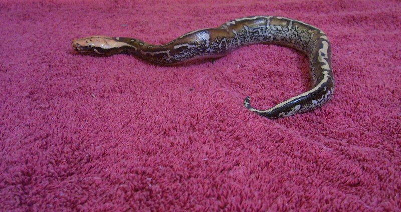 SUPER GREAT MARBLING