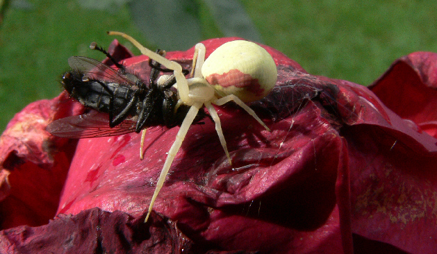 spiders fight