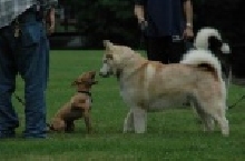 Brave Puppy