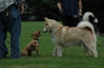 Brave Puppy