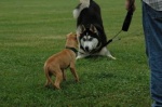 Playing with Paxson