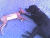 Xerxes and Ozzy
