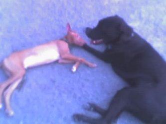 Xerxes and Ozzy