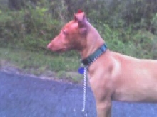 Crooked ear