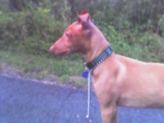 Crooked ear