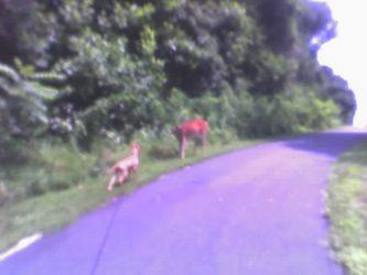 Deer