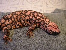 retic gila