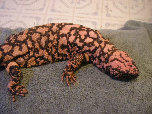 retic gila