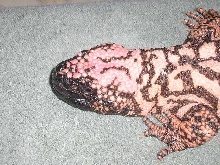 retic gila