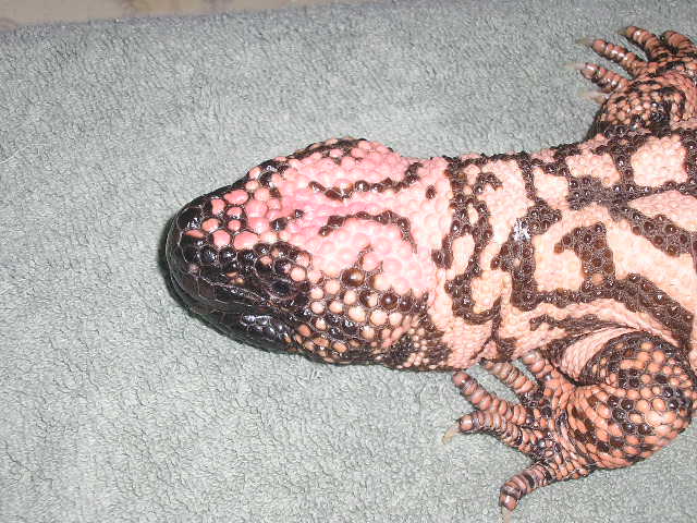 retic gila