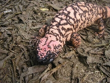 female Retic gila