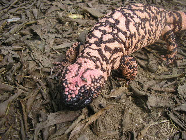 female Retic gila