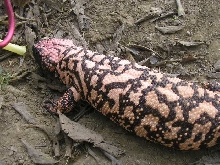 female Retic gila