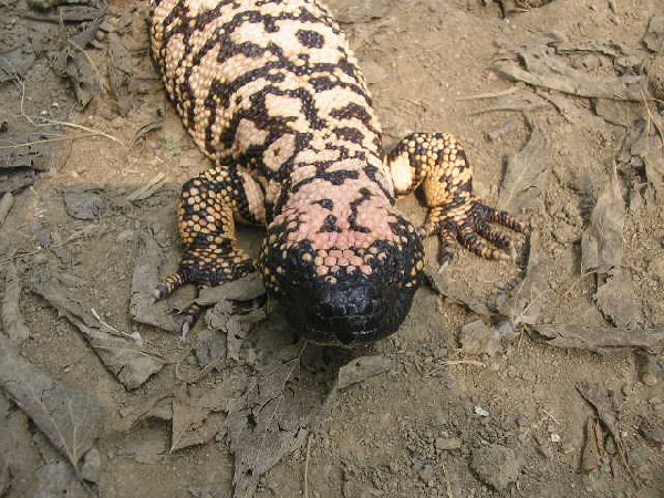 Reticulated gilas