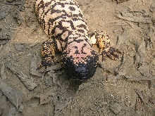 Reticulated gilas