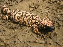 male Retic Gila