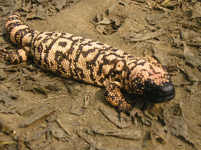 male Retic Gila