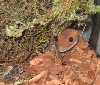 hiding