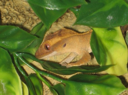 peeking