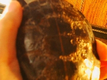 Shelly's Shell