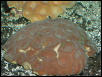 Saltwater - Austin Aquariums