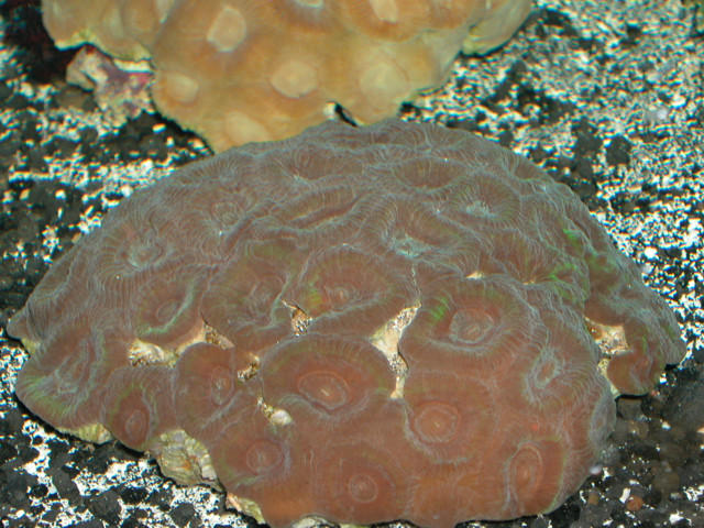 Saltwater - Austin Aquariums