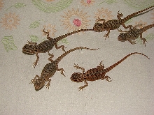 Hypo Translucent Hatchlings