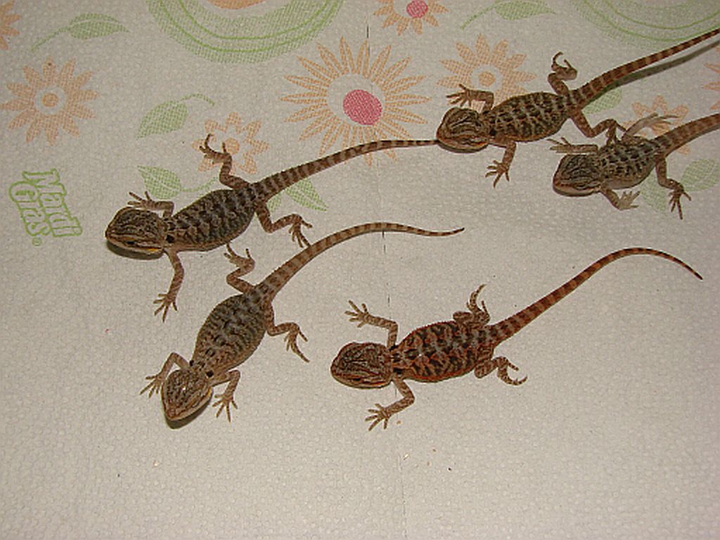 Hypo Translucent Hatchlings