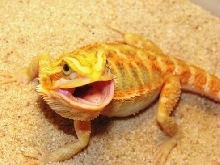 Hypo Translucent