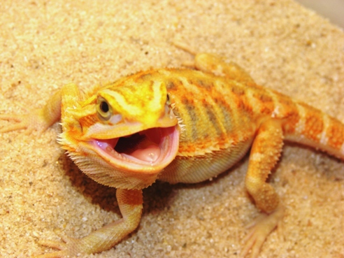 Hypo Translucent