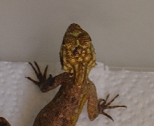 George 003