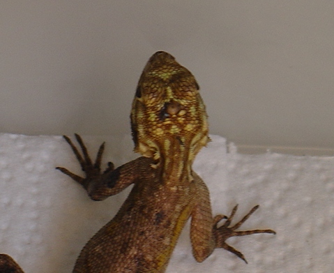 George 003