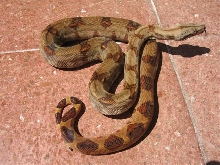 Boa constrictor sabogae