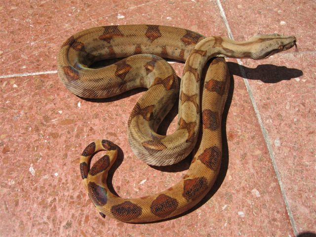Boa constrictor sabogae