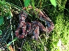 Boa c. imperator Costa-Rica